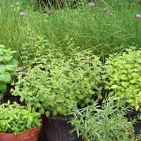 Edible plants & herbs | Pacific Nurseries