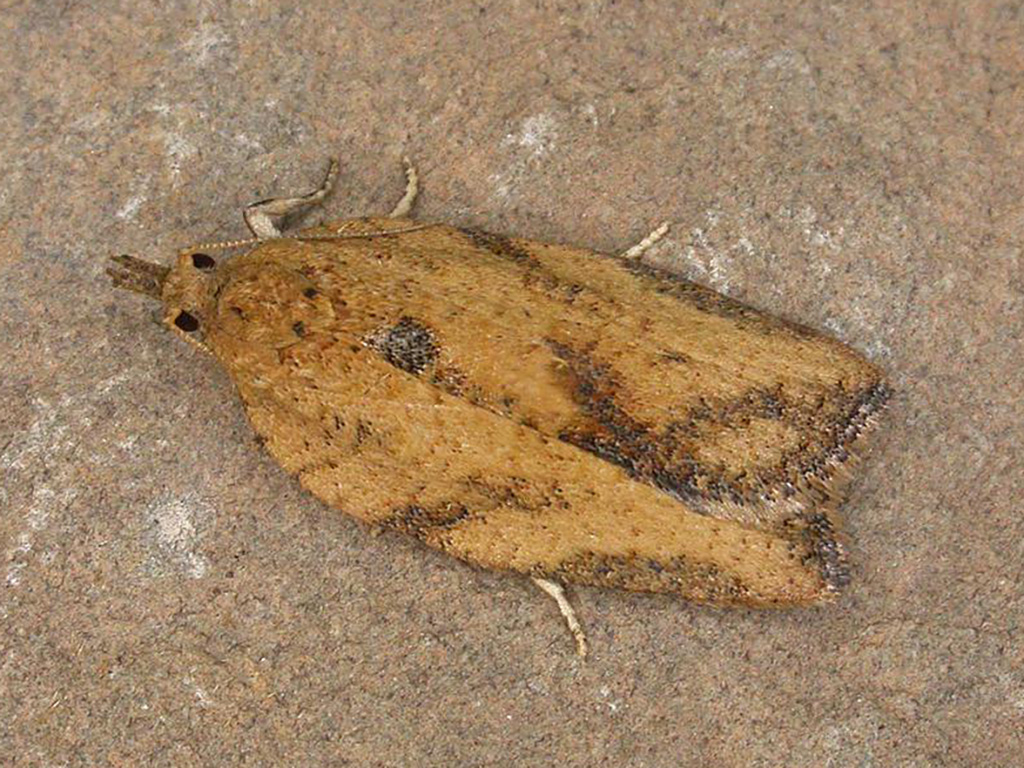 Light brown Apple Moth | Epiphyas postvittana