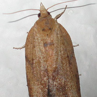 Light brown Apple Moth 