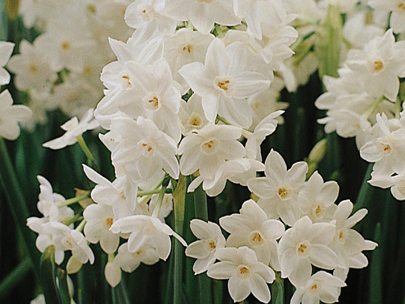 Bulbs for spring blooms | Pacific Nurseries