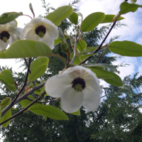 Magnolia Sieboldii | Pacific Nurseries