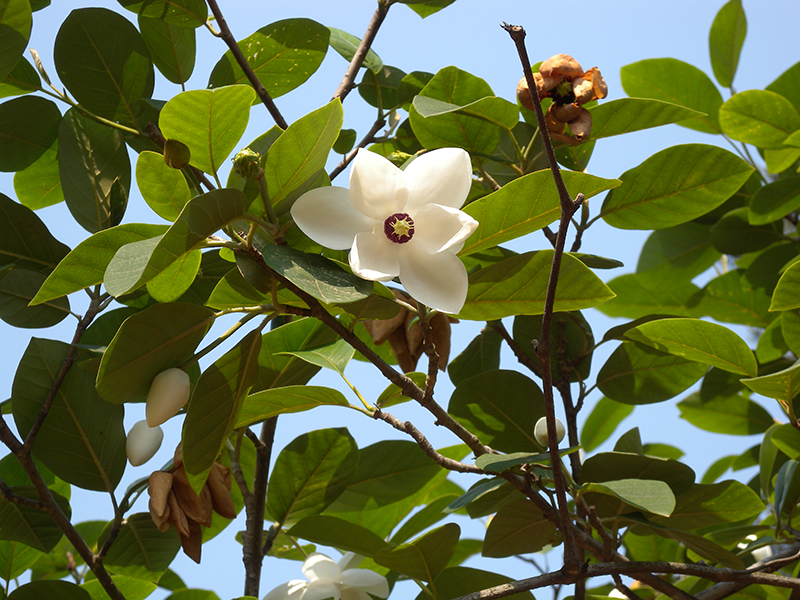 Magnolia Sieboldii | Pacific Nurseries