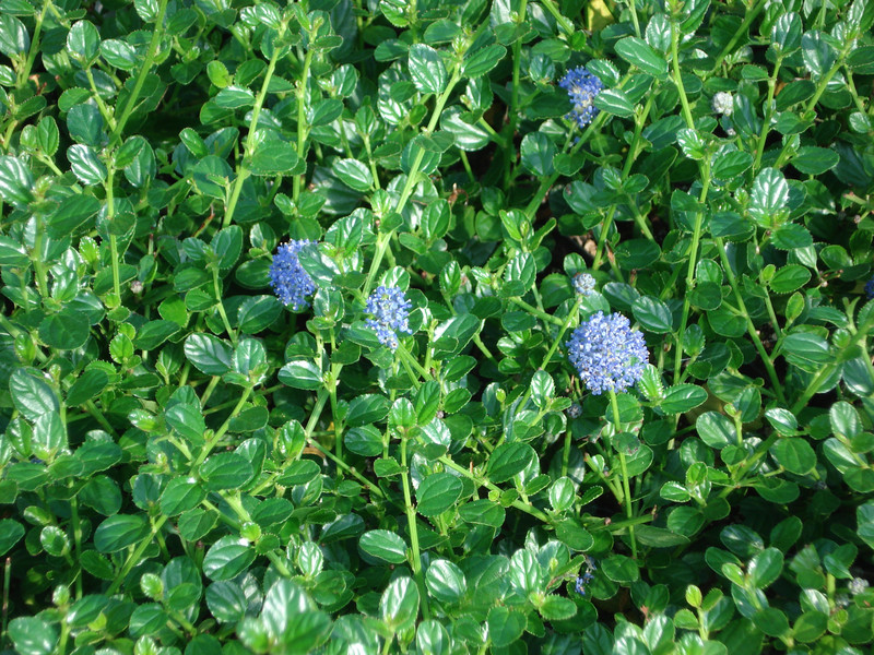 Ceanothus Low Growing Ground Cover, Slow Growing Ground Cover