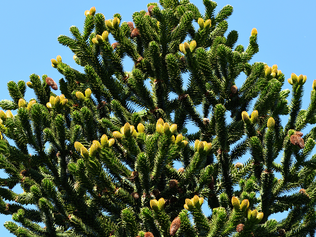 Araucaria Araucana | Pacific Nurseries