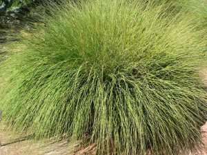 California native grasses for your landscape project | Pacific Nurseries