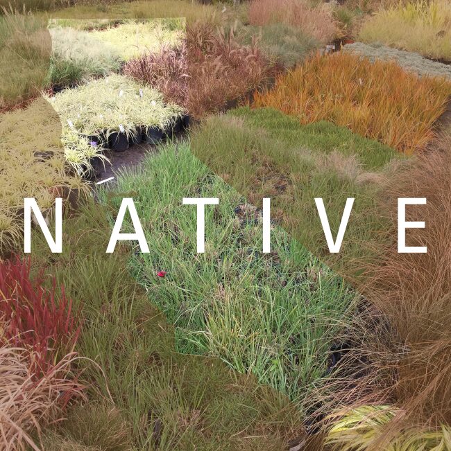 CA Native Grasses | Pacific Nurseries