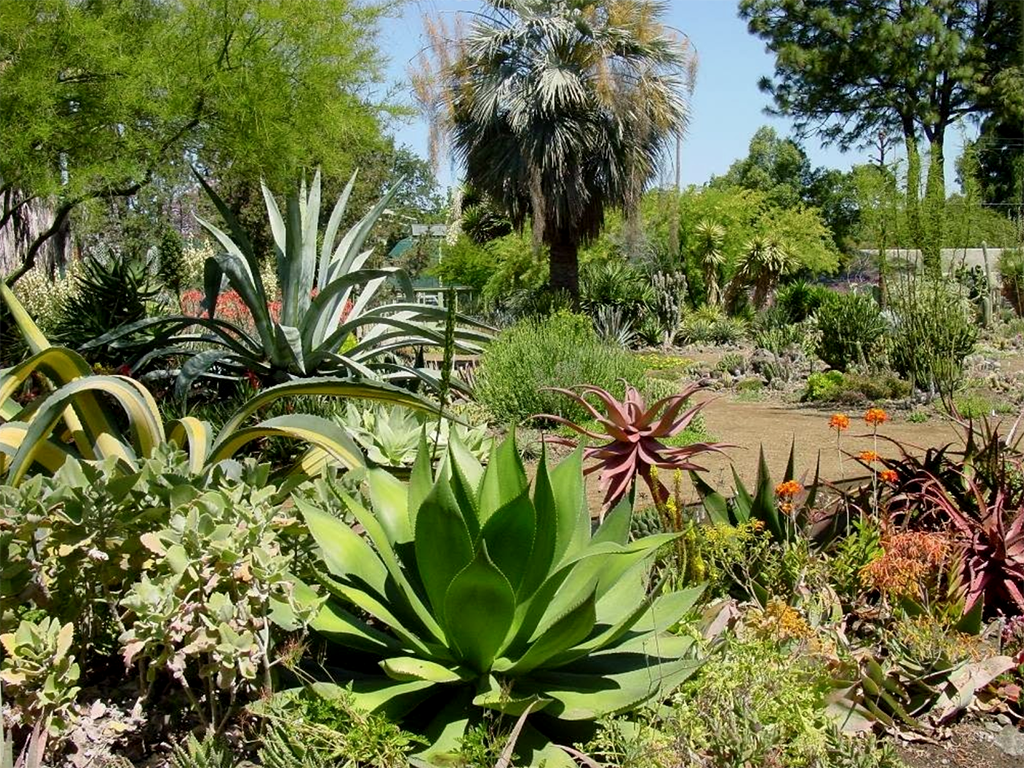 Ruth Bancroft Garden | Pacific Nurseries