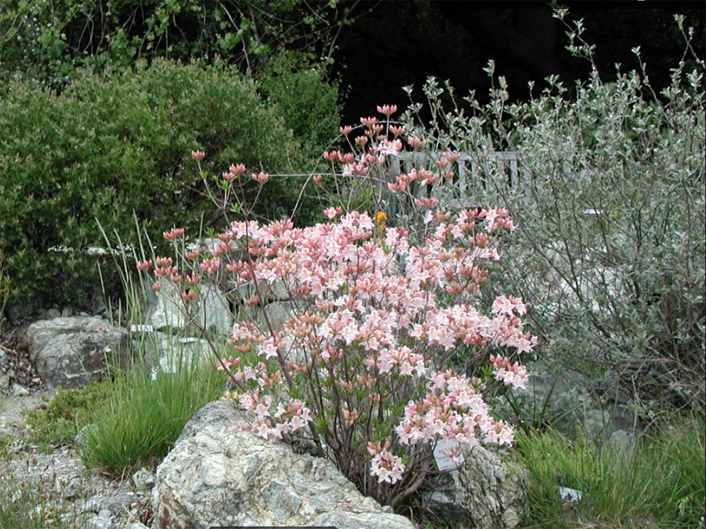 University of California Arboretum + Botanical Garden | Pacific Nurseries