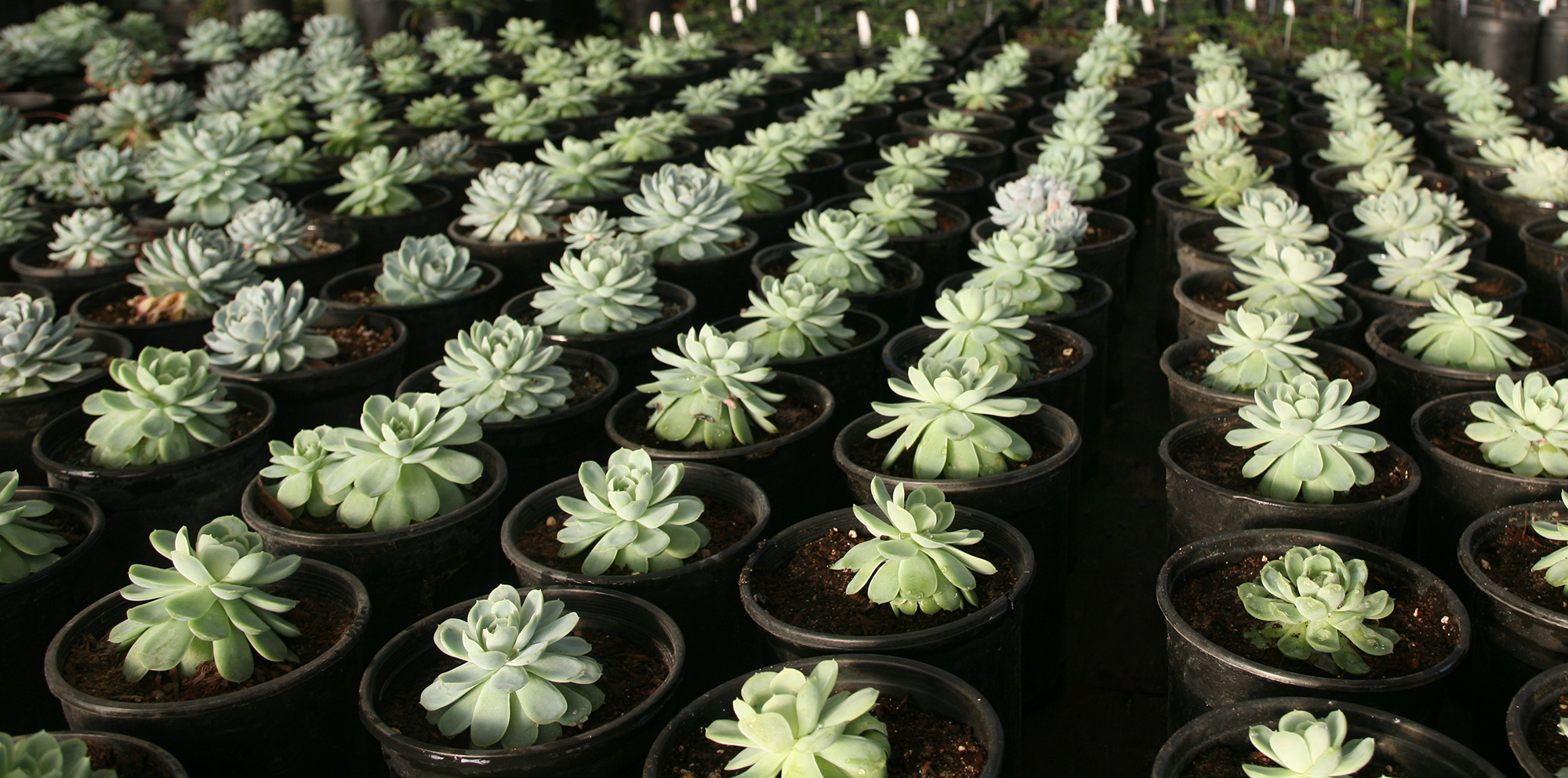 Get a FREE drought-tolerant plant | Pacific Nurseries