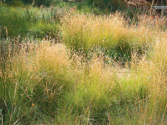 California native grasses | Pacific Nurseries