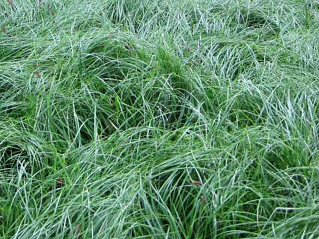 California native grasses | Pacific Nurseries