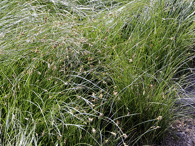 California native grasses | Pacific Nurseries