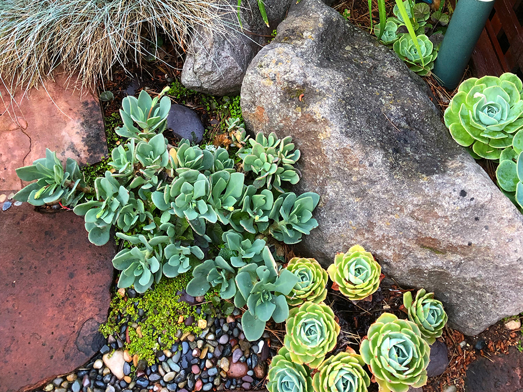Water-wise succulents | Pacific Nurseries