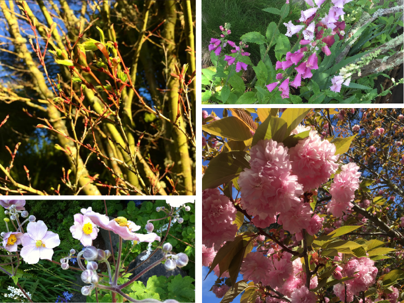 Save 10% on Spring Plants | Pacific Nurseries