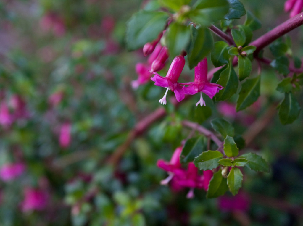 thymifolia fuchsia|Pépinières du Pacifique