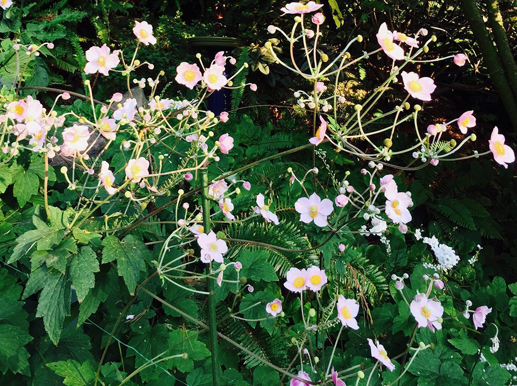 Anemone hybrid | Pacific Nurseries