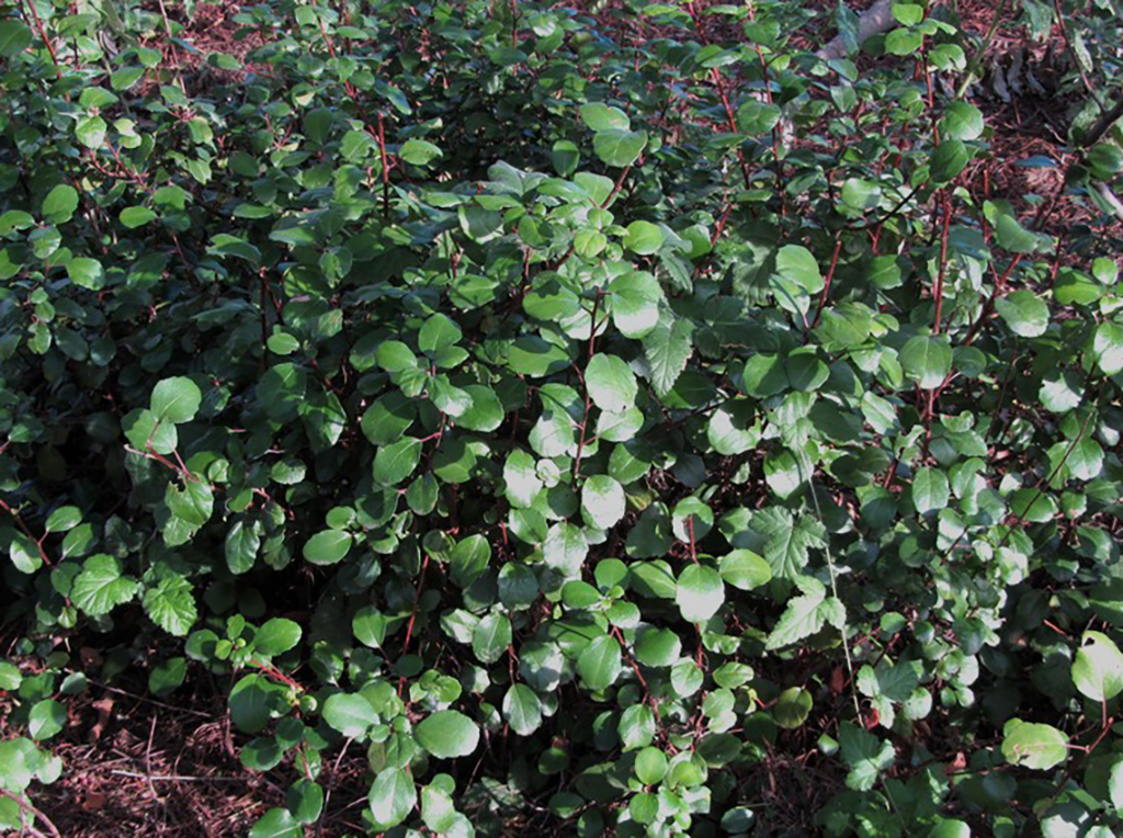 Ribes viburnifolium | Pacifico Vivai