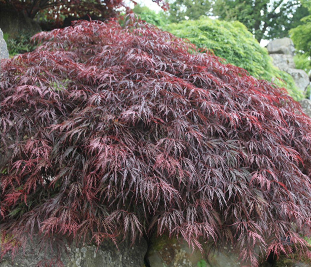 Acer palmatum, ‘Inabe Shidare’ | Pacific Nurseries