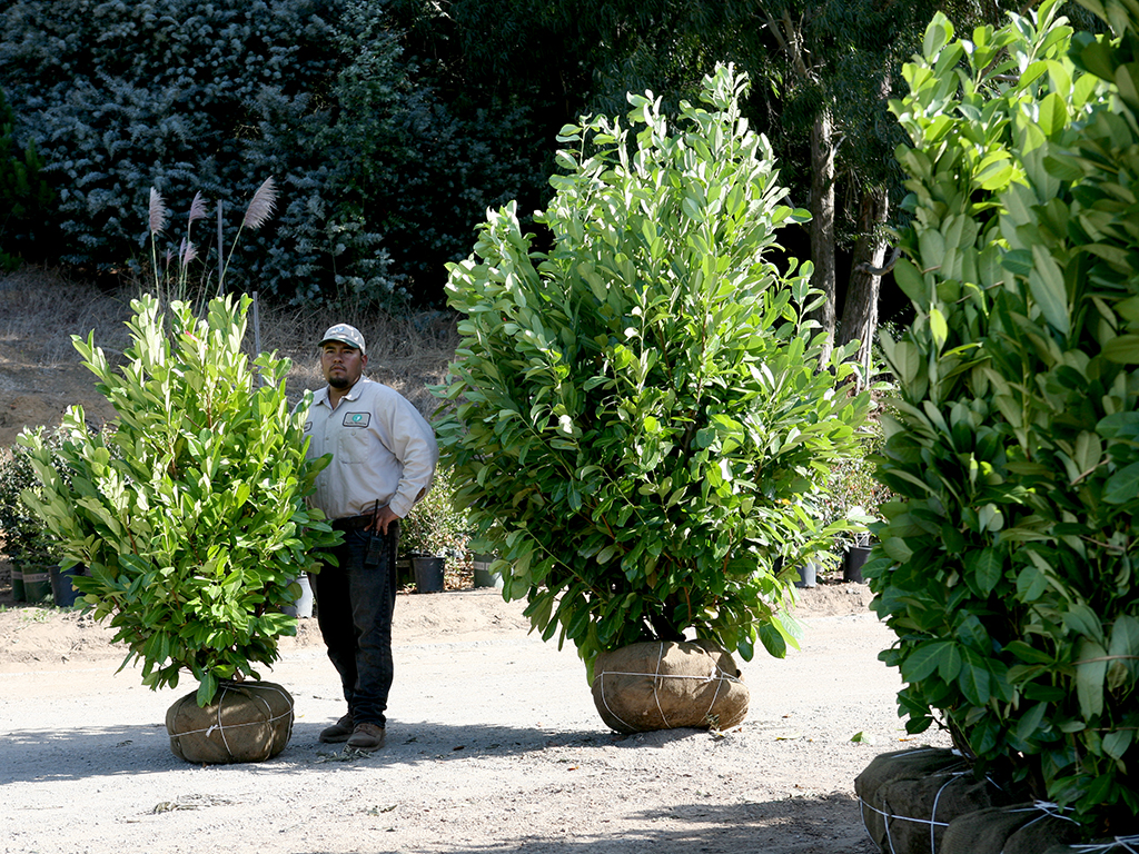 B+B Prunus Laurocerasus 4/5′ + 5/6′ tall are available now | Pacific Nurseries