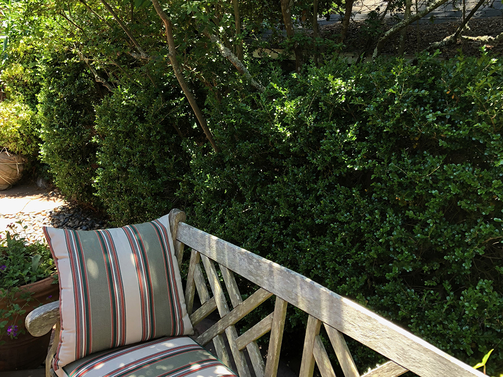 great hedge and screen plants for privacy | pacific nurseries