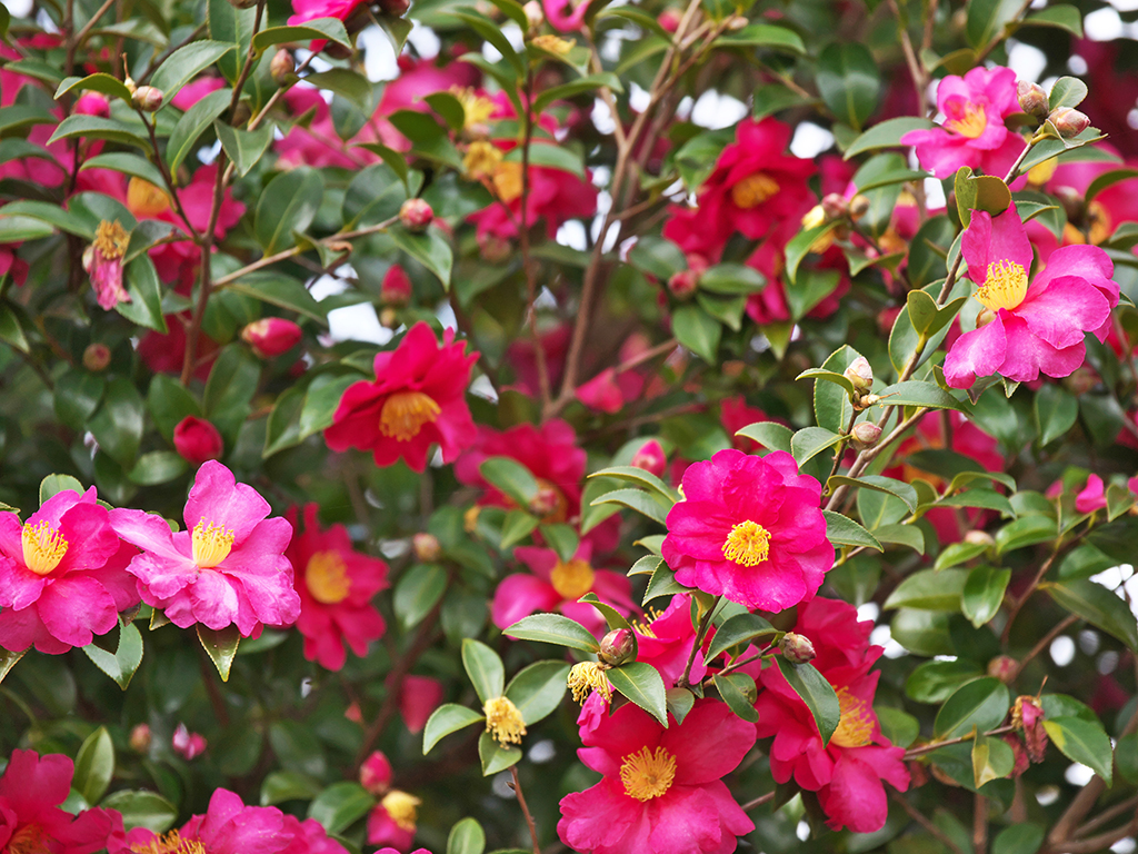 Camellia sasanqua | Pacific Nurseries