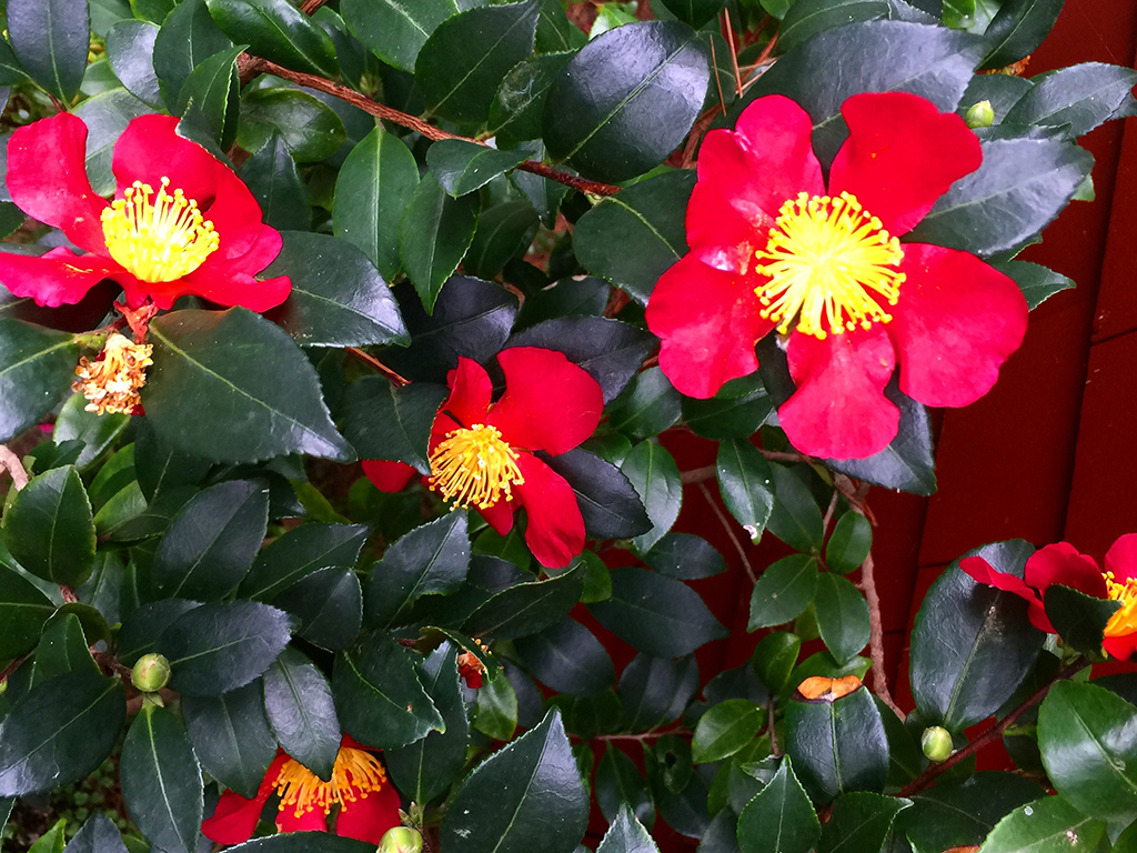 Camellia japonica | Pacific Nurseries
