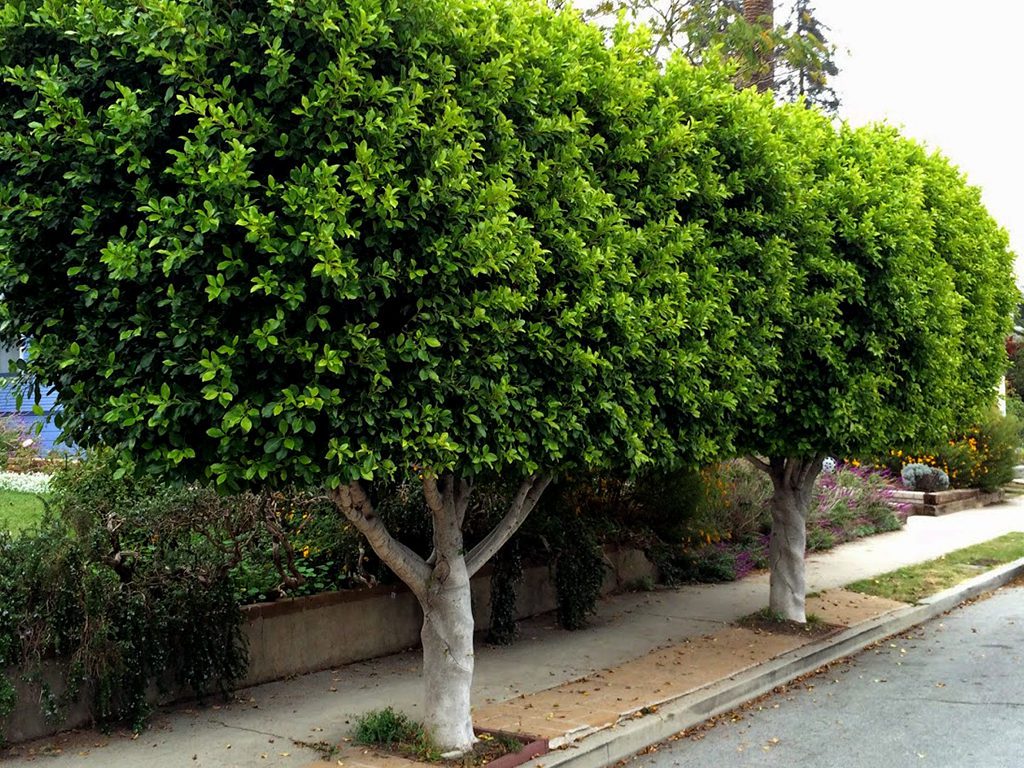 Hedge and screen plants | Pacific Nurseries
