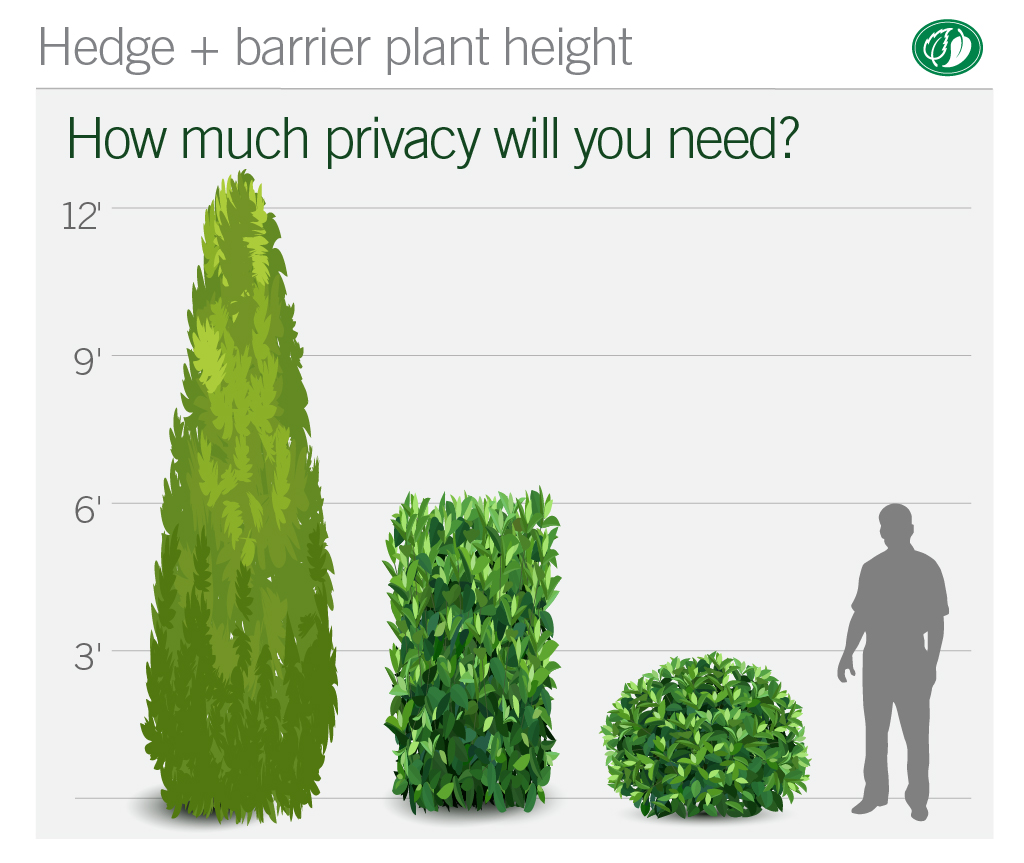 Hedge + privacy plant height requirements | Pacific Nurseries