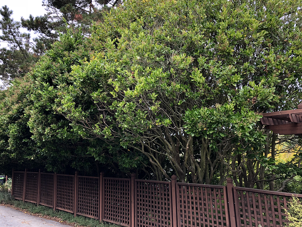 Hedge and screen plants | Pacific Nurseries