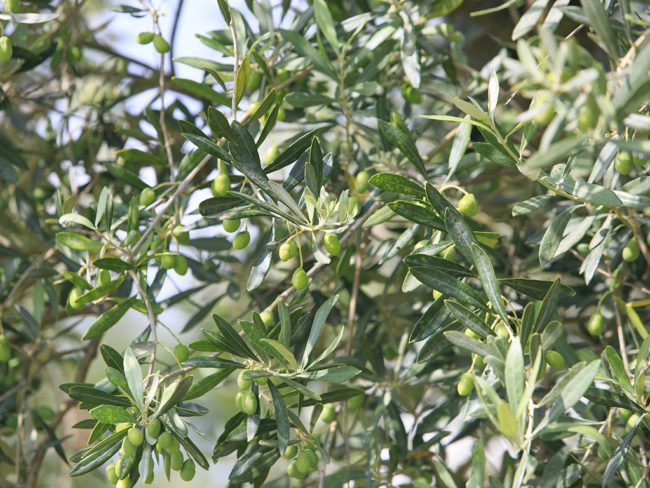 Olea Europea 