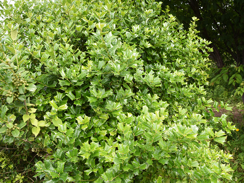 Great hedge and screen plants for privacy | Pacific Nurseries