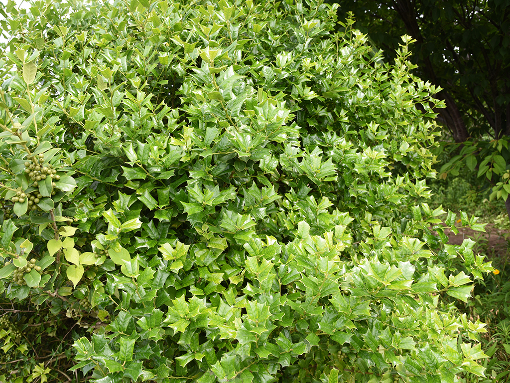 Osmanthus heterophyllus ‘Gulftide’ | Pacific Nurseries