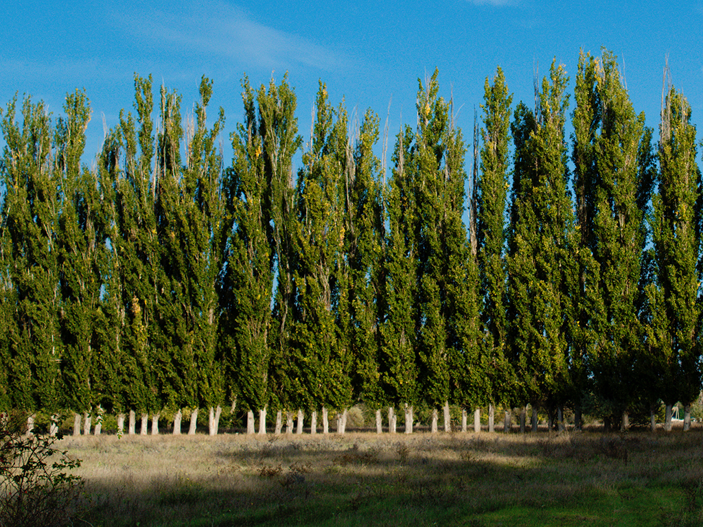 Populus nigra ‘Italica’ | Pacific Nurseries