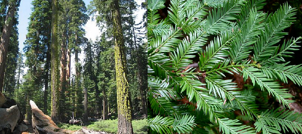 Sequoia sempervirens | Pacific Nurseries