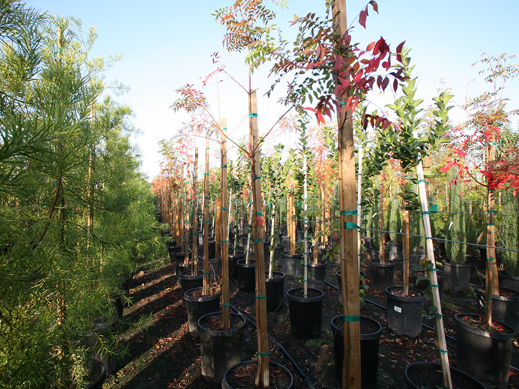 Tree support tips | Pacific Nurseries