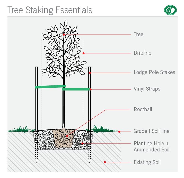 How to stake a tree | Pacific Nurseries