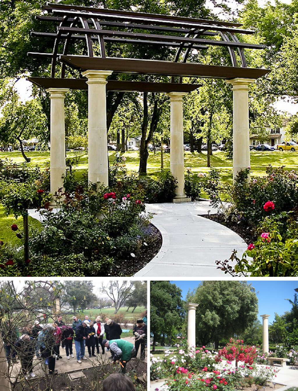 Gerry Dunlap Rose Garden in Victory Park | Gamboni Landscape Architect