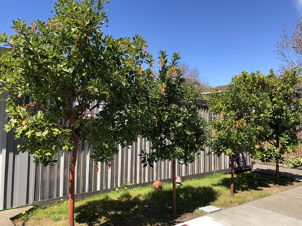 Arbutus Marina | Pacific Nurseries trees for the Bay Area