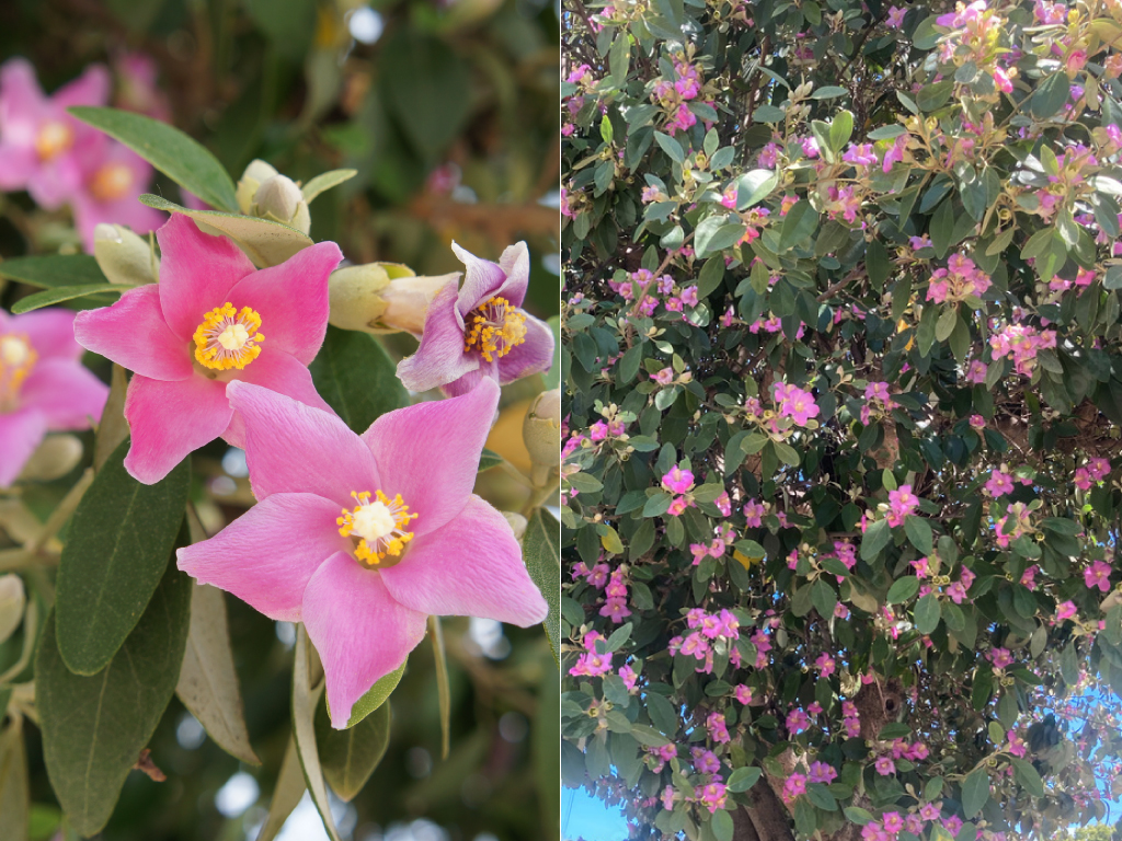 Lagunaria patersonia | Pacific Nurseries