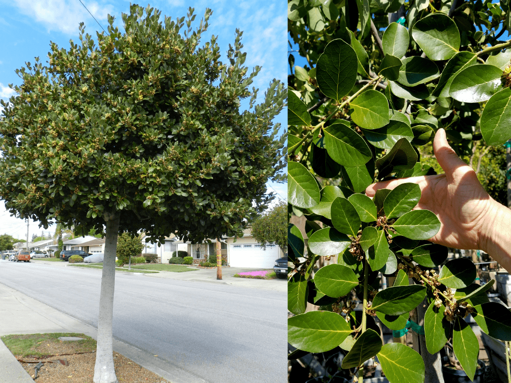 Laurus nobilis ‘Saratoga’| Pacific Nurseries