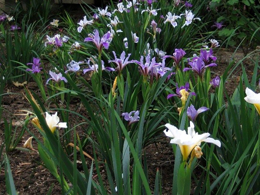 Iris douglasiuna | Pacific Nurseries