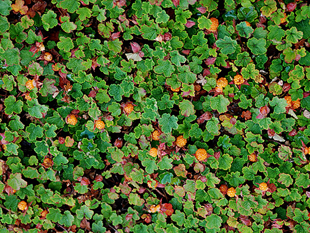 Rubus calycinoides/pentalobus | Pacific Nurseries