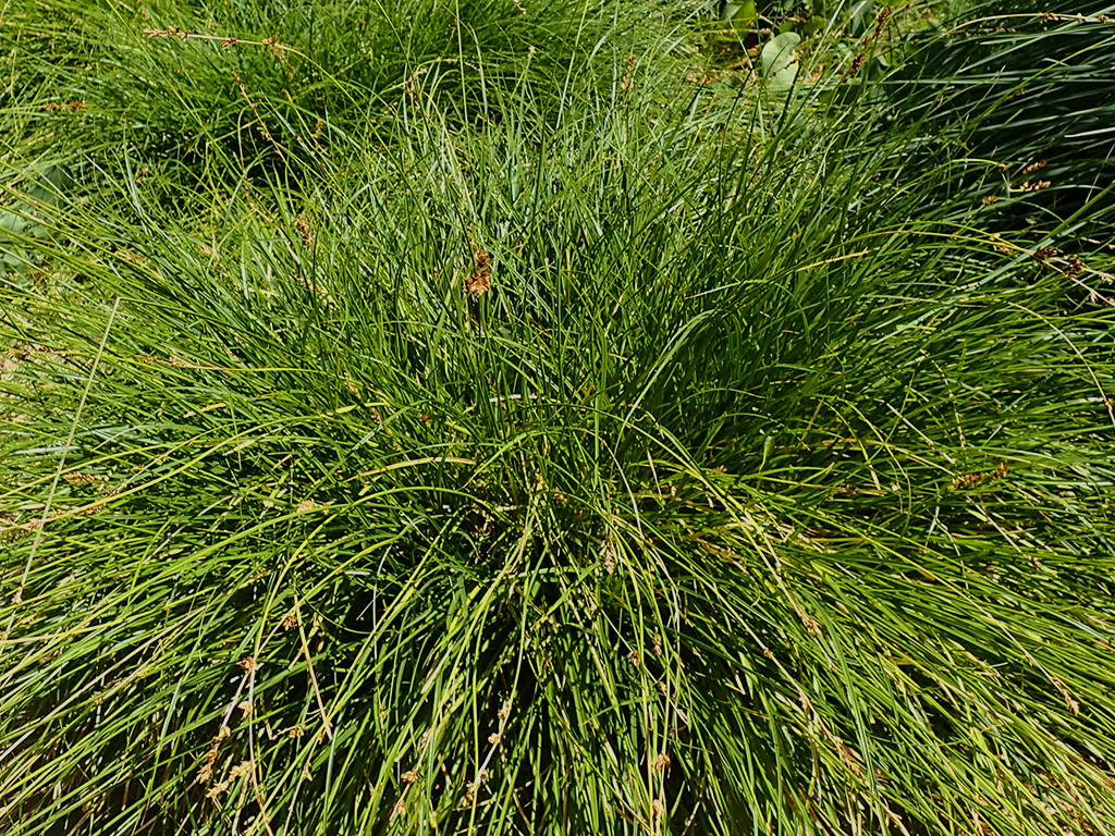 Carex tumulicola | Pacific Nurseries
