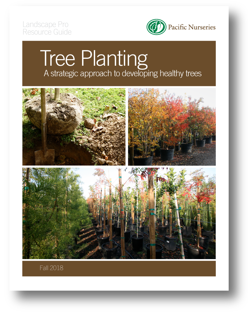 Strategic Approach to Tree Planting | Pacific Nurseries