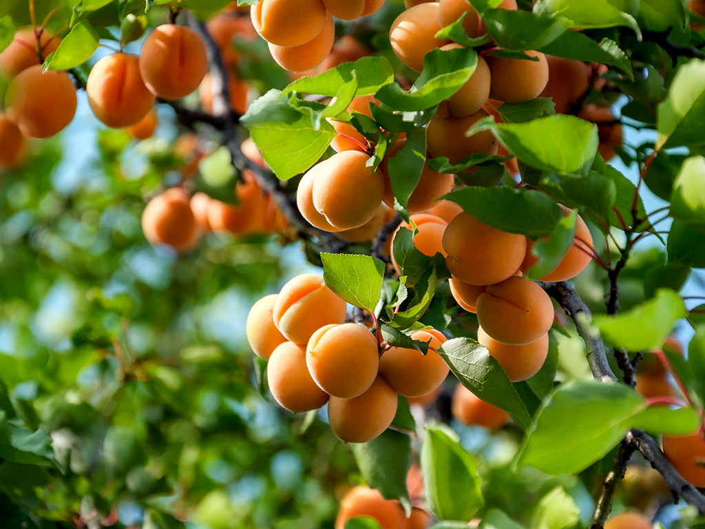 أفضل أشجار الفاكهة في شمال كاليفورنيا للجذور الرطبة