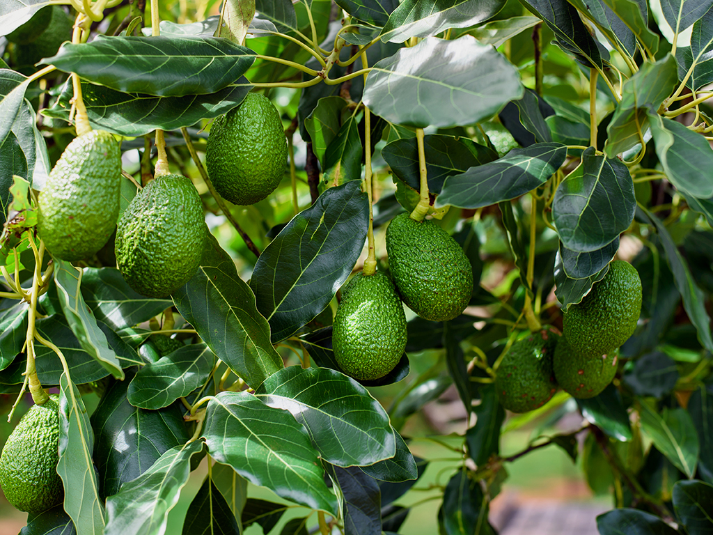 Avocado Tree | Pacific Nurseries