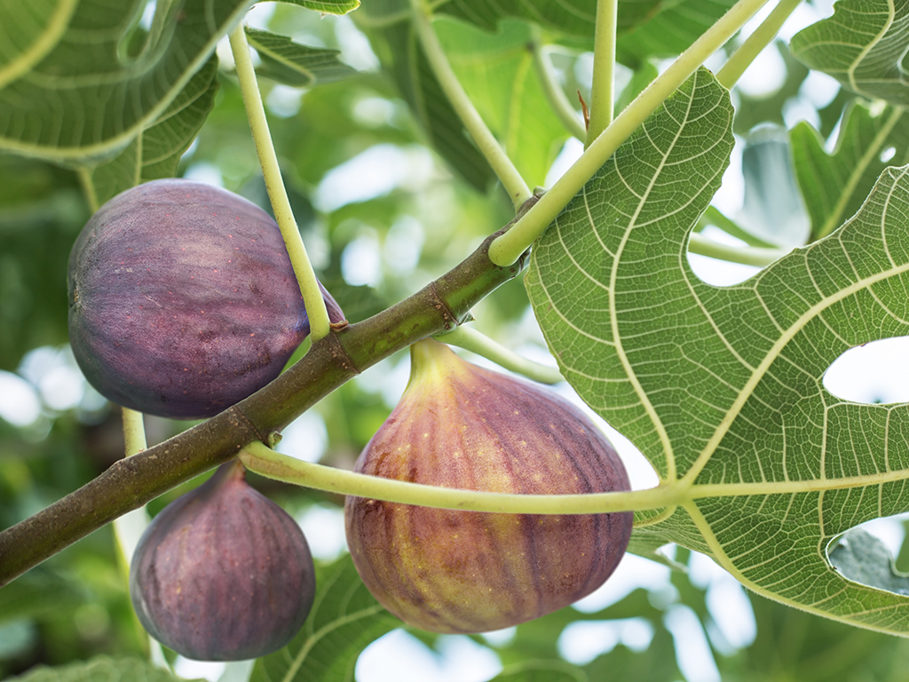 Fig Tree | Pacific Nurseries