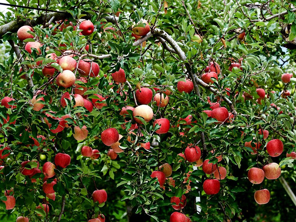 What fruit trees grow well in northern california