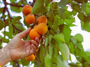 Árvores frutíferas para climas frios de crescimento rápido