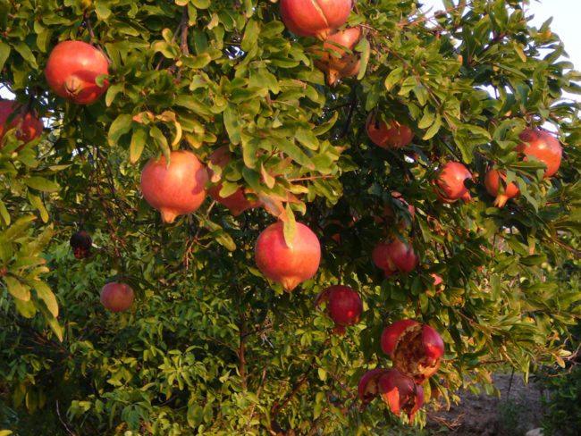 Fruit trees for the Bay Area | Pacific Nurseries